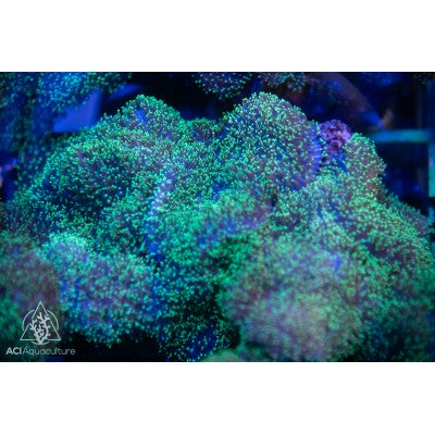 Green NEON Hairy Rhodactis