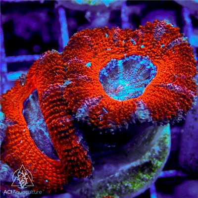 Micromussa Lordhowensis Frag