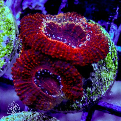 Micromussa Lordhowensis Frag