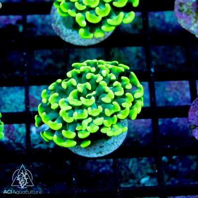 Toxic Green Branching Hammer