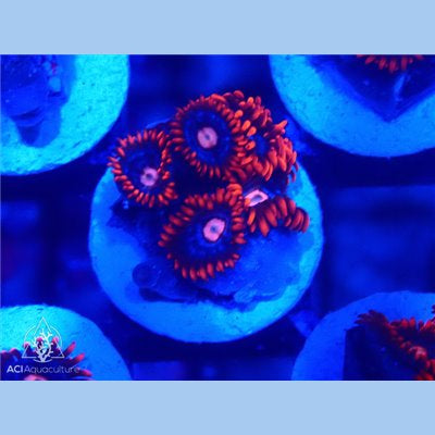 ACI Fire and Ice Zoanthid