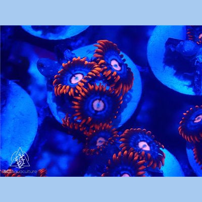 ACI Fire and Ice Zoanthid