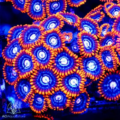 ACI Fire and Ice Zoanthid