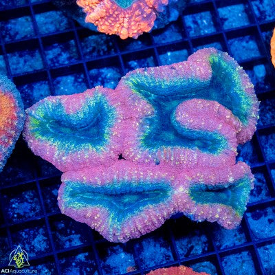 Multi Color Lobophyllia (M/L)