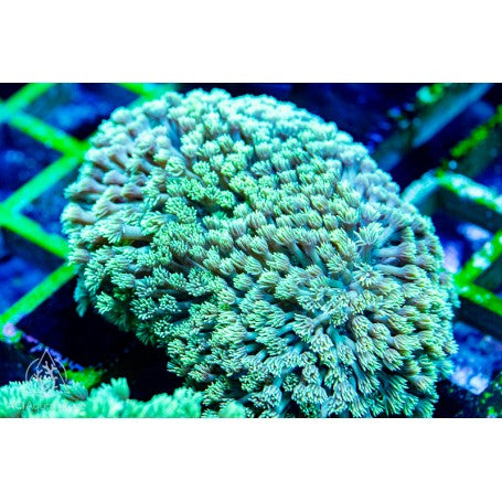 Green Neon Encrusting Goniopora Colony (M/L)