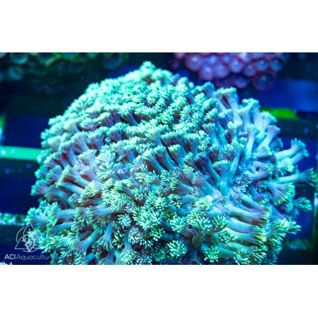 Green Neon Encrusting Goniopora Colony (M/L)