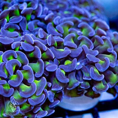 Purple Tip Green stem Hammer