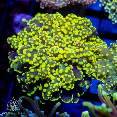 Euphyllia yaeyamaensis - Neon Green / Yellow