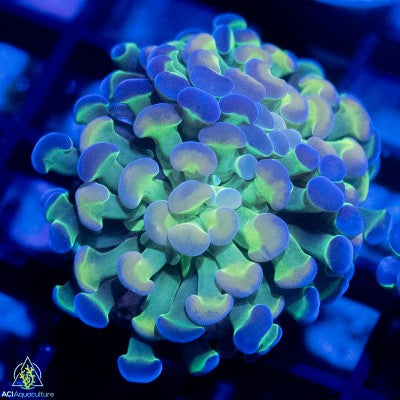 Hologram Hammer