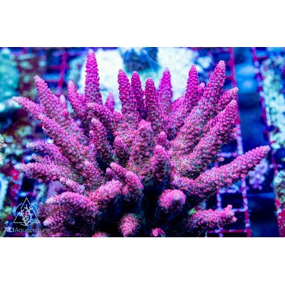 ACI Fuchsia Takeover Acropora