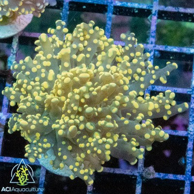 Euphyllia yaeyamaensis -Orange Octospawn