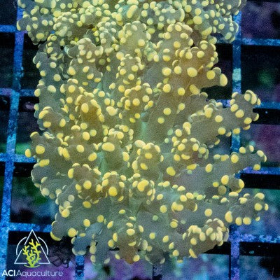 Euphyllia yaeyamaensis -Orange Octospawn