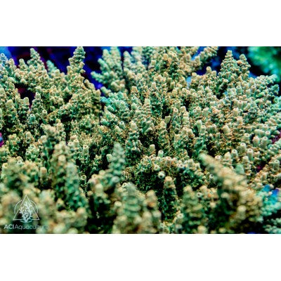 ACI Gold Rush Acropora hyacinthus