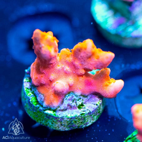 ACI Red Setosa Montipora