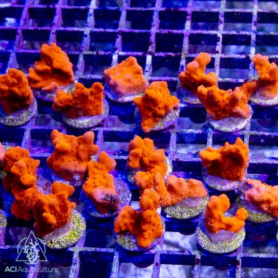 ACI Red Setosa Montipora