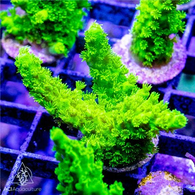 ACI Jake Adams Toxic Acropora Florida