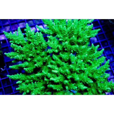 ACI Jake Adams Toxic Acropora Florida