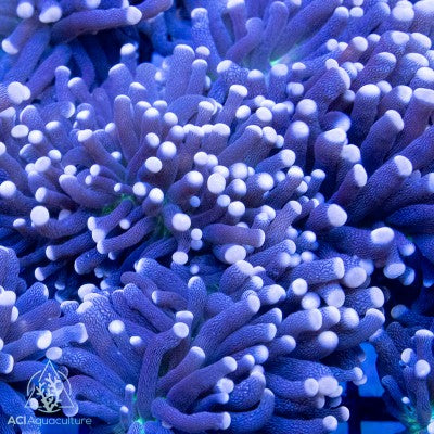 AUS Pink Tip Joker Torch