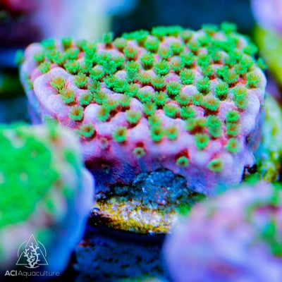 ACI Tropical Thunder Monti