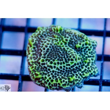 ACI Green Montipora spongodes