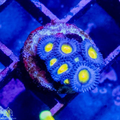 ACI AOI Zoanthid