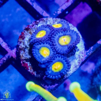 ACI AOI Zoanthid
