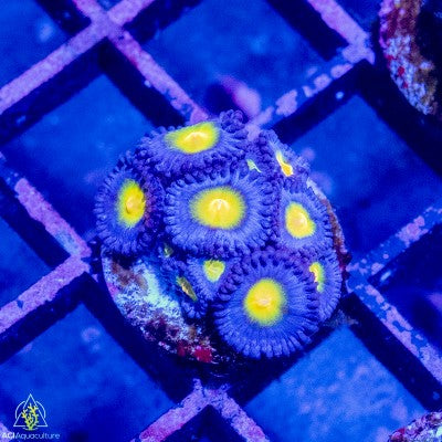 ACI AOI Zoanthid