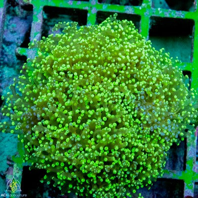 Euphyllia Yaeyamensis - Branching Octofrogspawn NEON