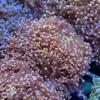 Euphyllia paradivisa - Branching Frogspawn Orange