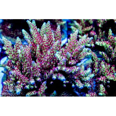 ACI Strawberry Fields Acropora