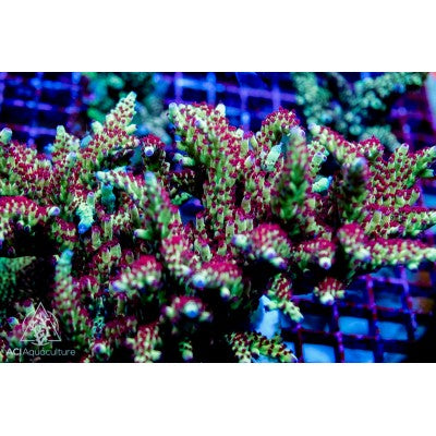 ACI Strawberry Fields Acropora