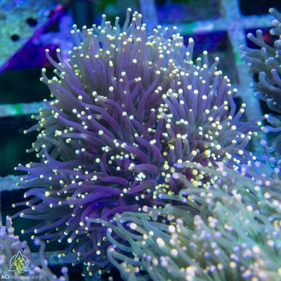 Euphyllia glabrescens - Assorted Non-Gold colony