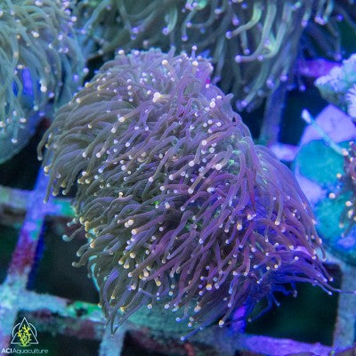 Euphyllia glabrescens - Assorted Non-Gold colony