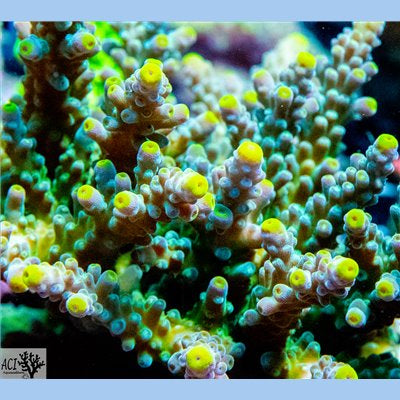 ACI Sunbeam Acropora austera