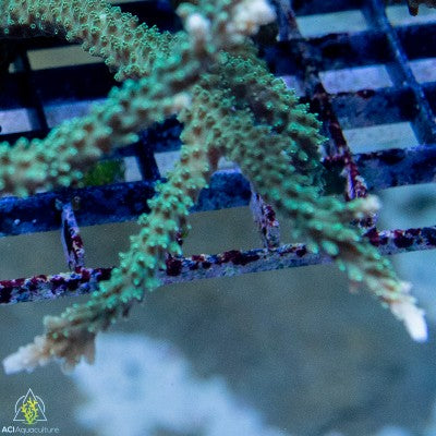 ACI ORA Script's Acropora