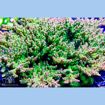ACI Rose Petal Acropora