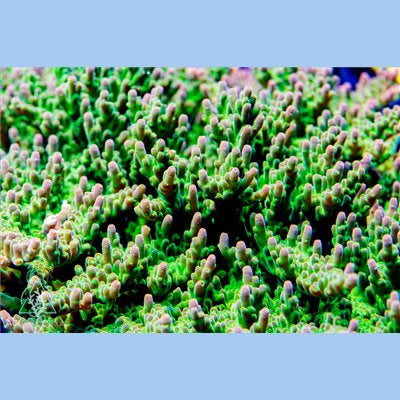 ACI Rose Petal Acropora