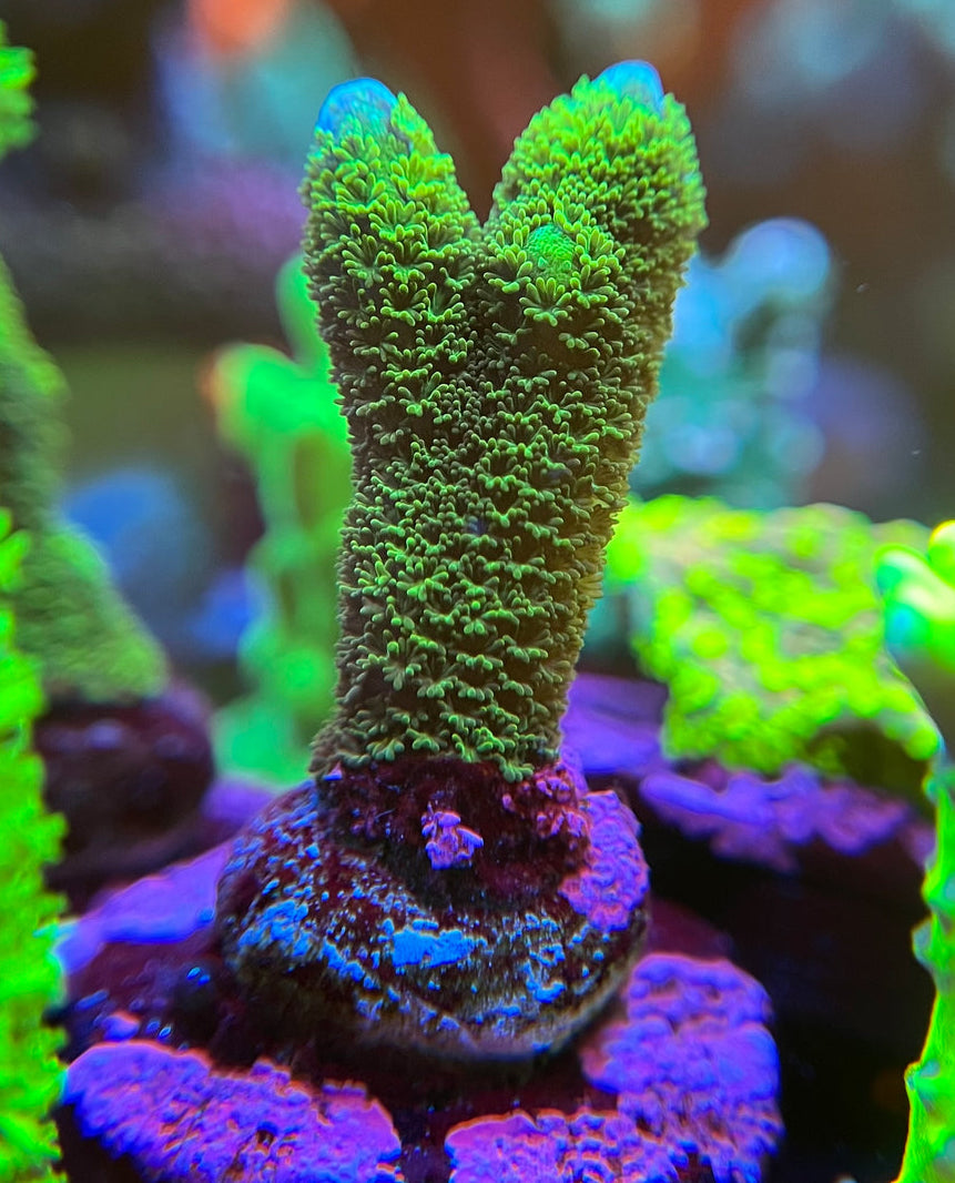Green Montipora Digitada