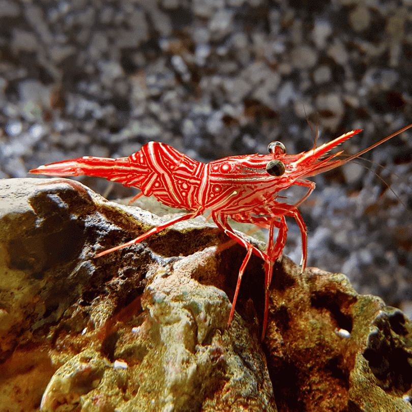 Peppermint Shrimp