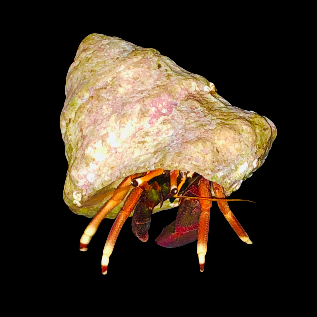 Orange Claw Hermit