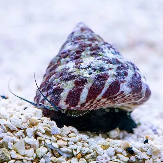 Turbo Snail