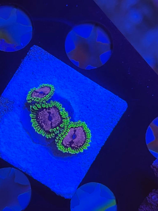 Purple Monster Zoanthid