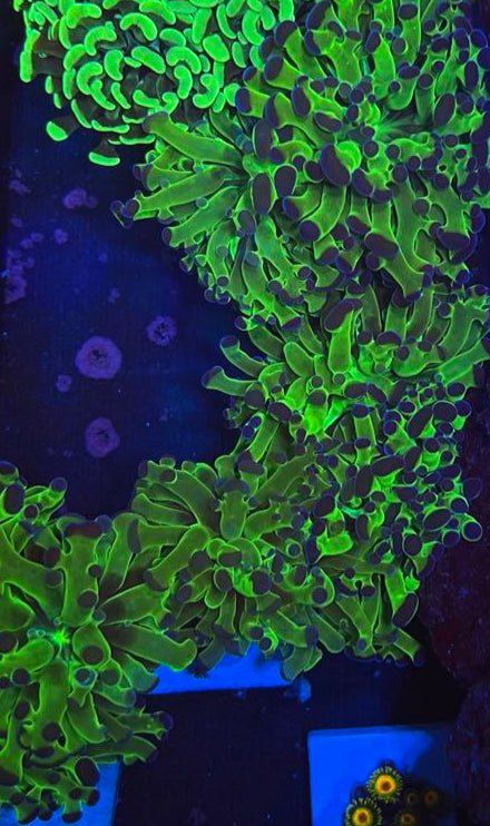 Bi Color Frogspawn