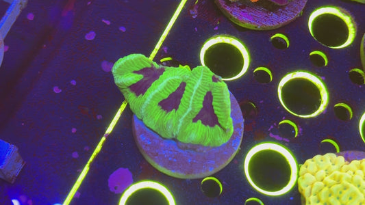 Joker Platy