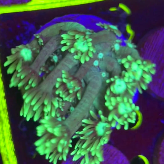Green Goniopora