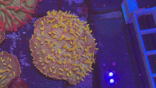 Diaseris Plate