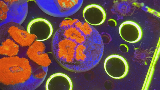 Acan Lord
