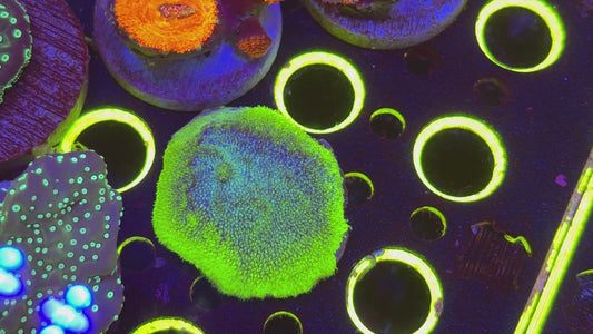Glacier Freeze Psammacora
